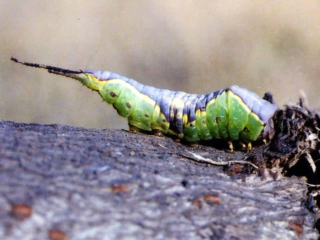 ナカグロモクメシャチホコ幼虫