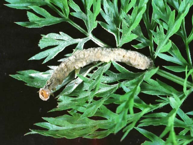 Entomophaga aulicaeに感染，死亡したヨトウガ幼虫