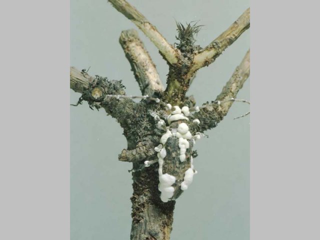 Beauveria bassiana に感染したマツノマダラカミキリ成虫