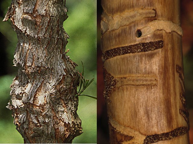 ケブカトラカミキリ被害木（左：樹幹表面，右：樹皮を剥いだ状態）