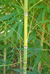 金明布袋竹