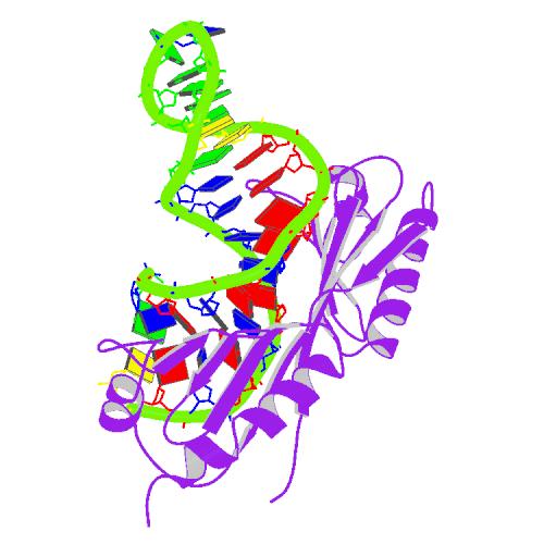 TATA結合タンパク質