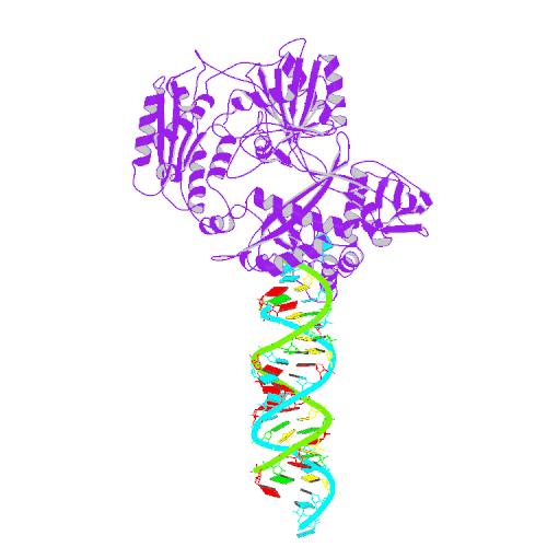 干渉RNA