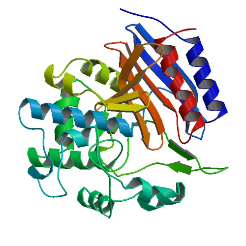 ペニシリン結合タンパク質