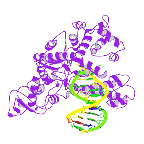 Taq DNA ポリメラーゼI