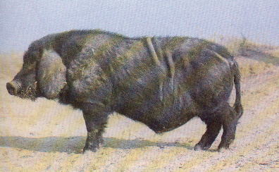 黄淮海黒豚