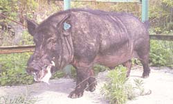 蘭嶼豚