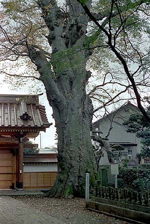 梅岩寺の大欅の画像