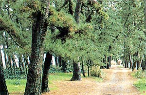 三保松原の画像