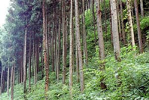 針葉樹林の画像