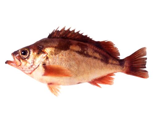 Goldeye Rockfishはどんな魚 Weblio辞書