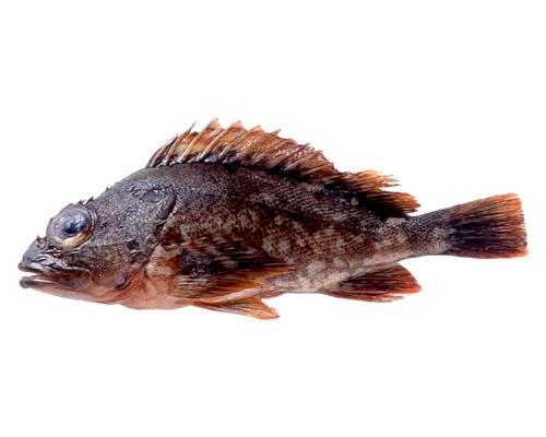 Sebastiscusmarmoratus カサゴ はどんな魚 Weblio辞書