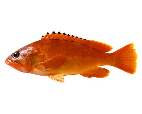 Epinephelus Fasciatus アカハタ はどんな魚 わかりやすく解説 Weblio辞書