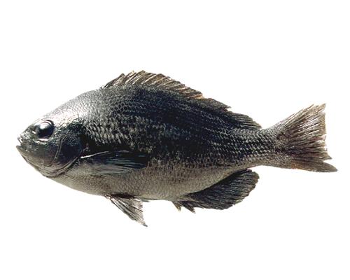 Rudderfishはどんな魚 Weblio辞書