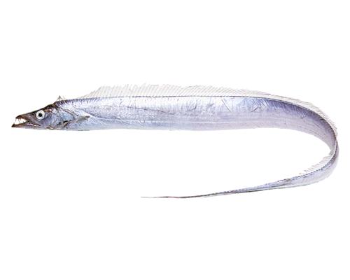 Atlantic Cutlassfishはどんな魚 Weblio辞書