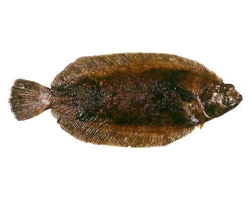 Slime Flounderはどんな魚 わかりやすく解説 Weblio辞書