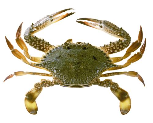 Swimming Crabはどんな魚 Weblio辞書