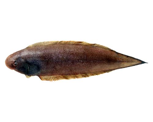 コウライアカシタビラメ