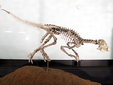 アギリサウルス・ラウダーバッキ