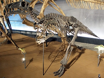 バクトロサウルスの全身骨格
