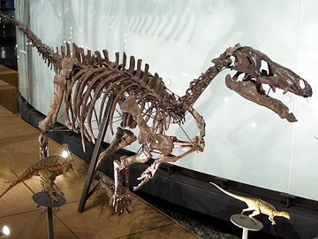 カンプトサウルスの全身骨格