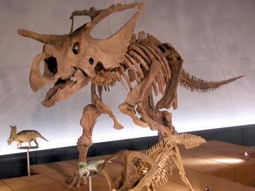 カスモサウルスの一種