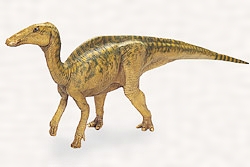エドモントサウルスの復元模型