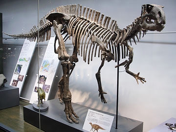 フクイサウルスの全身骨格