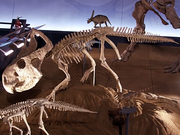 プロトケラトプスの全身骨格