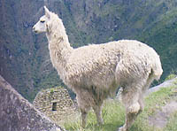 Llamaとは何 Weblio辞書