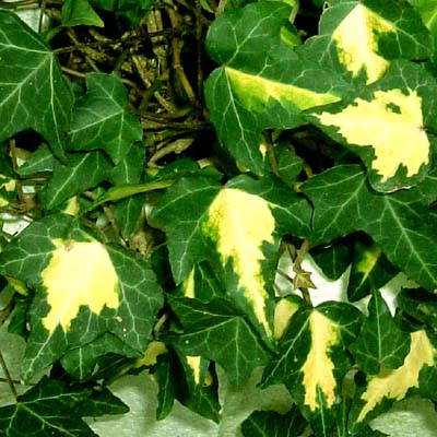 ゴールド ハートはどんな植物 わかりやすく解説 Weblio辞書
