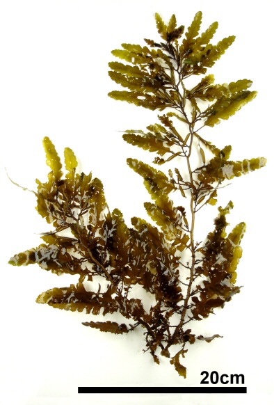 Sargassum Horneriはどんな海藻 Weblio辞書