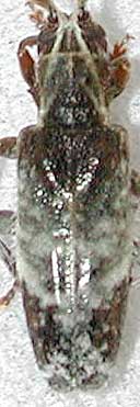 エゾナガヒゲカミキリ