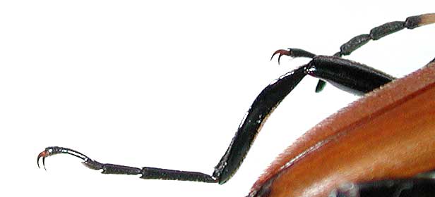 イガブチヒゲハナカミキリ