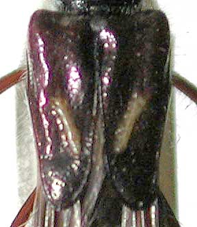 ホソムネシラホシヒゲナガコバネカミキリ