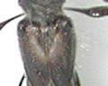 コジマヒゲナガコバネカミキリ