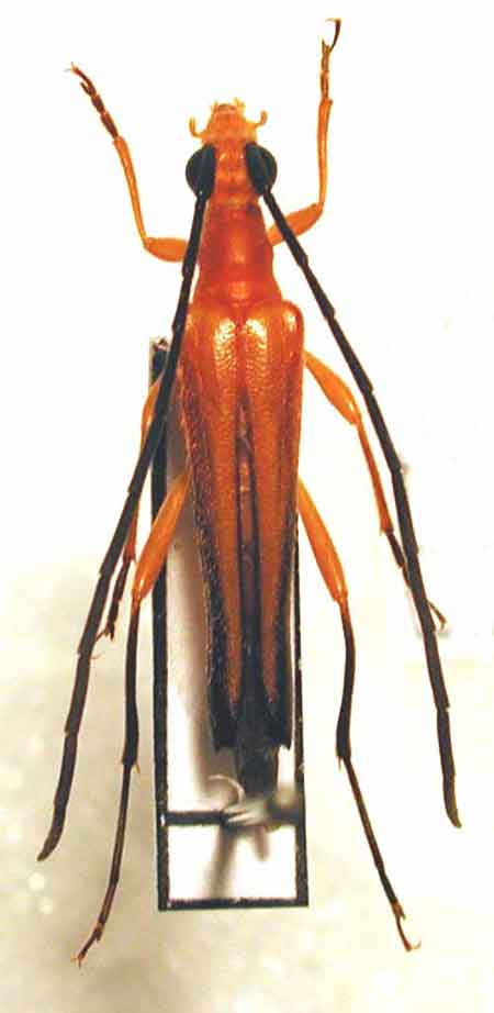 クロサワヘリグロハナカミキリ