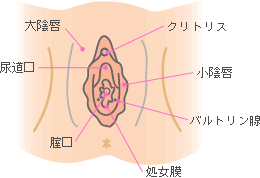 外性器とは何 Weblio辞書