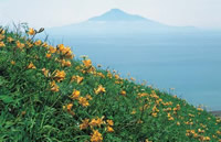 写真：礼文島から眺める利尻山