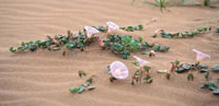 写真：砂丘の植物
