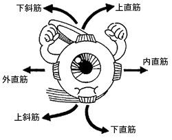 目の構造