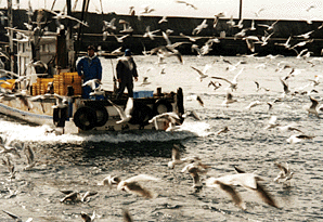 垂水漁港のイカナゴ漁