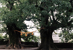 山王神社被爆の楠の木