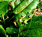 八島湿原の蛙鳴