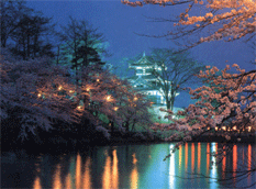 高田城跡の夜桜