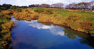 西派川の水辺