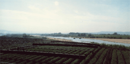 木津川河川敷の茶畑