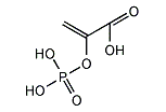 酸 ピルビン ホスホ エノール ピルビン酸
