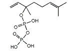 ゲラニルファルネシル二リン酸シンターゼ