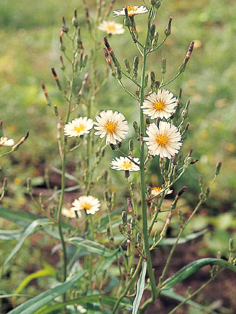 秋の野芥子の画像